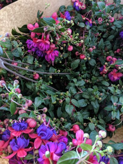 Pink and Purple Fuschia plant viewed from above