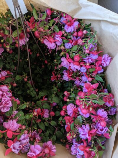Pink and purple fuschia plant with several beautiful flowers