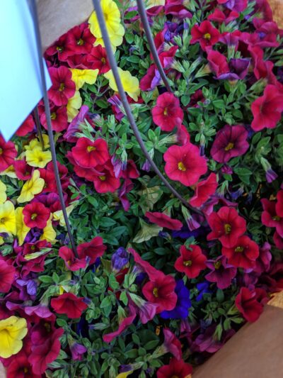 assorted deep red, purple, and yellow flowers in a basket