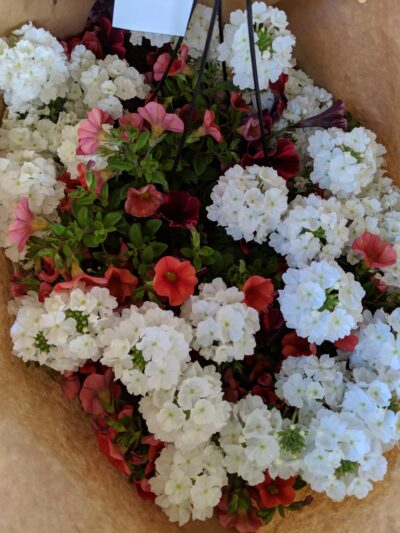 Assorted white and red flowers