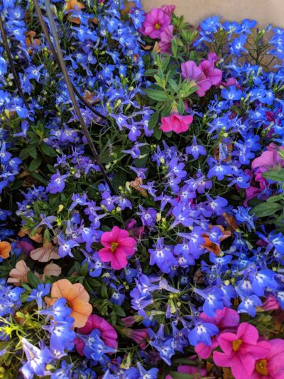 Assorted blue, orange, and purple flowers in a basket