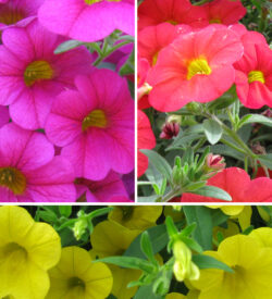 A mix of calibrachoa colors