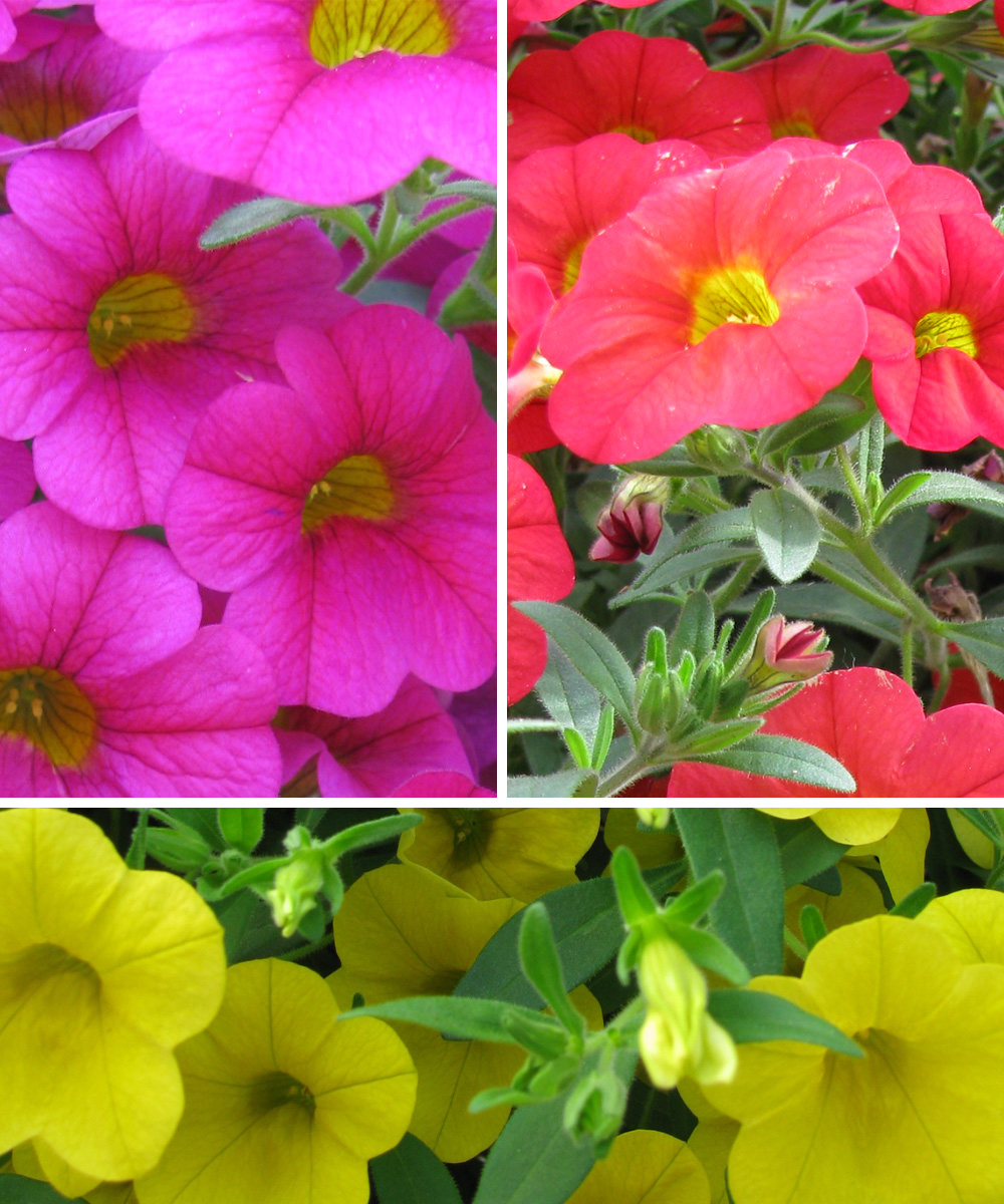 A mix of calibrachoa colors