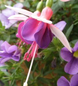 Close up shot of a pink fuschia against a blurred green background