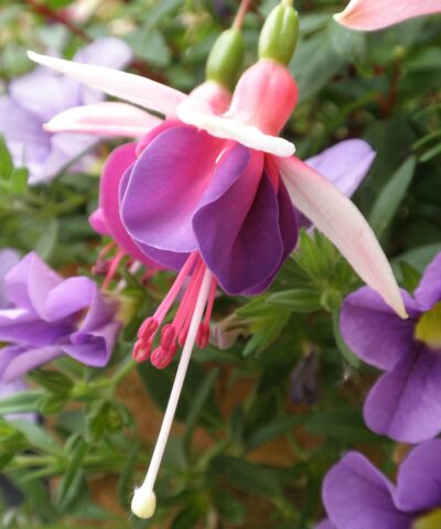 Close up shot of a pink fuschia against a blurred green background